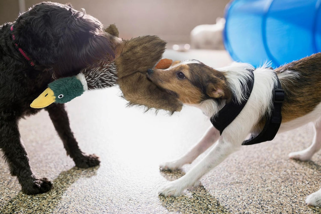 Mallard Dog Toy Squeaky Dog Toys,Wild Duck Interactive Chew Toys Stuffed Teething Toys for Large Medium Small Dog,Mallard Dogs Toys Squeaky Toy to Keep Them Busy (R-2Duck)